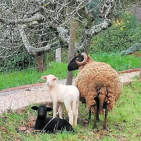 Adore Portugal Natureza & Vista De Serra Ξενοδοχείο